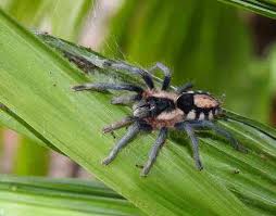 Bolivian dwarf beauty (cyriocosmus perezmilesi). Genus Cyriocosmus Inaturalist