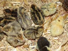 Japanese Quail Chicks These Need To Be Hatched In An Incubator Because In General These Quail Are Not Good At Rearing Their Young