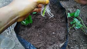 Kebun Bandar Cara Tanam Ubi Manis Atau Keledek Facebook