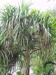 Image result for Pandanus chiliocarpus