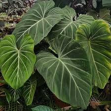 Philodendron Gloriosum Steve S Leaves In 2020 Philodendron Plants Philodendron Plant