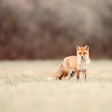 News headlines, photos and videos on foxnews.com. Fox Scents Are So Potent They Can Force A Building Evacuation Understanding Them May Save Our Wildlife