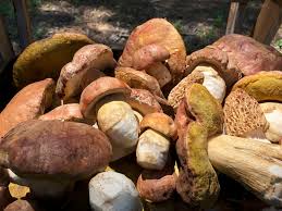Image result for Boletus variipes