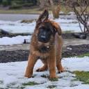 Von Stoverhaus - German Shepherd Dog Puppies For Sale In Stony ...