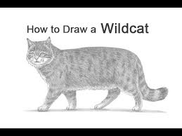 Please like comment subscribe to my channel to see. How To Draw A Wildcat European Wildcat Youtube