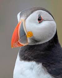 Puffin Cam On Burhou Is Now Live Guernsey Press Puffin Puffins Bird Bird Illustration