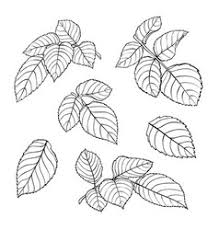 The advantage of transparent image is that it can be used efficiently. Rose Tattoo Stencil Vector Images Over 390