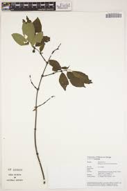 Image result for Cordylostigma virgatum