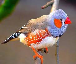 Pin By Otto Teti On Birds Finches Bird Beautiful Birds Wild Birds