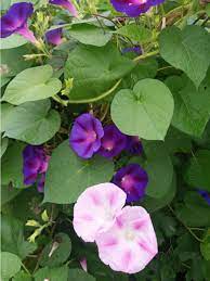 The morning glory flower has several symbolic the morning glory flower is also called the ipomoea. Pruning Morning Glory Vines How And When To Cut Morning Glories