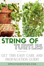 Pin On The Sprouts And Stems Blog