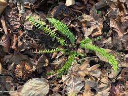 Image result for Aspleniaceae