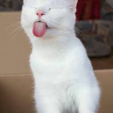 Terbiasa mengenali kucing hanya dari gestur, ekspresi muka, dan suaranya membuat kalian menjadi lebih peka dan peduli kepada sesama makhluk hidup. 16 Humor Ideas Humor Cartoon Jokes Funny