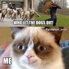 Funny Quotes 160 39 Pict Funny Pictures Funny Cat Memes Funny Grumpy Cat Memes Cat Quotes Funny