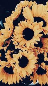 Pin By Yessenia Ramirez On Sunflowers Sunflower Iphone Wallpaper Sunflower Wallpaper Flower Wallpaper