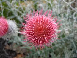 Image result for Cirsium