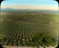 Orange Groves Near Riverside California Riverside California Riverside California