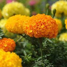 African Marigold Flower Garden Seeds Crush Series F1 Guy And Dolls Mix 1000 Seeds Annual Flower Gardening Seeds Tagetes Erecta Walmart Com Garden Seeds Flower Seeds Marigold Flower