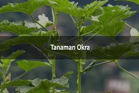Maybe you would like to learn more about one of these? Cara Budidaya Tanaman Okra Beserta Manfaatnya Bisa Jadikan Refrensi