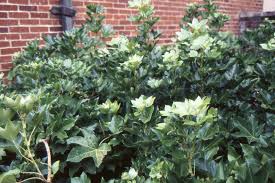 Image result for × Fatshedera