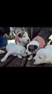 Satilik Jack Russel Yavrulari Satilik Jack Russel Yavrulari Kopek Kopekseverler Kopeksahiplendirme Kopekyavrusu Evcilhayvan Evc Kopek Evcil Hayvanlar