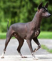 Maybe you would like to learn more about one of these? Xoloitzcuintle Mexican Hairless Dog Breed Info Pictures Characteristics Hypoallergenic Yes Hairless Dog Mexican Hairless Dog Hypoallergenic Dog Breed