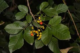 Image result for Allophylus