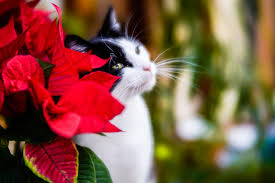 Entdecke die cat auswahl bei asos, plus kostenlose lieferung nach deutschland! Flowers For Furries A Poinsettias Fundraiser Naperville Area Humane Society