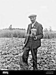 Carver, Stehen Im Feld, Wahrscheinlich In Tuskegee, Holding Stück Erde.  George Washington Carver (1864 - 5. Januar 1943) War Ein  Afrikanisch-Amerikanischer Wissenschaftler, Botaniker, Pädagoge Und Erfinder  In Die Sklaverei Hineingeboren. Im Jahre