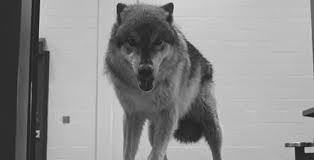 Don T Bite The Hand That Feeds You Gif Https Encrypted Tbn0 Gstatic Com Images Q Tbn 3aand9gcr06q9tszpzkginc6bij1rusiptnm Xycjuia Usqp Cau