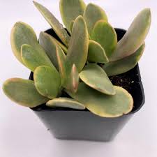 Image result for Crassula granvikii