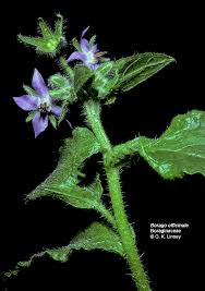 Image result for Boraginaceae