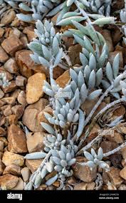 Image result for Caputia