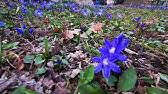 Toamna in parc de george toparceanu cad grabite pe aleea parcului cu flori albastre frunze moarte, vorba ceea, ca iluziile noastre. Rapsodii De Toamna De George Toparceanu Youtube