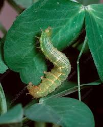 Image result for Autographa gamma