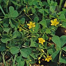 Image result for Oxalidaceae