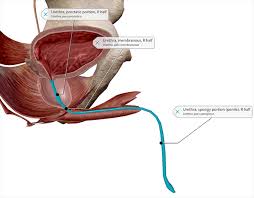 Image result for Prostate Anatomy