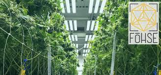 The fohse company manufacturers innovative grow lighting solutions for the cannabis and horticulture industries. Fohse Led Tech For Science Based Cannabis Cultivation Ganjapreneur
