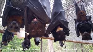 Maybe you would like to learn more about one of these? Meet The Giant Golden Crowned Flying Fox The Largest Bat In The World
