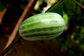 Green Slug Caterpillar Eloasa Symphonistis Which Happens To Look Just Like A Little Watermelon Beautiful Bugs Watermelon Caterpillar