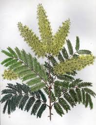 Image result for Pterolobium stellatum