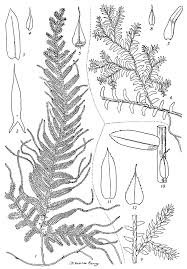 Image result for Selaginella molliceps