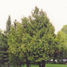 A wide variety of sizes, grades and accents can be added to create unique designs. White Cedar Thuja Occidentalis In Inver Grove Heights Minnesota Mn At Gertens