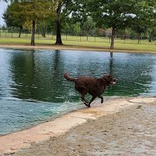 Check spelling or type a new query. Doggy Date Day