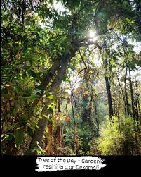 Image result for Gardenia resinifera