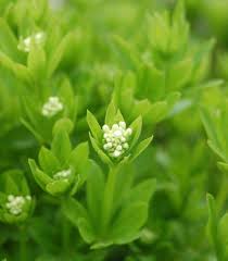 Image result for Galium