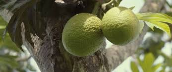 Breadfruit Breadfruit Variety Of Fruits Fruit Trees