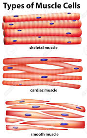 Revise the characteristics of cardiac muscles. Diagram Showing Types Of Muscle Cells Illustration Types Of Muscles Cell Diagram Muscle System