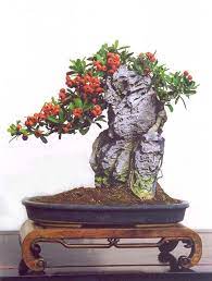 Penjing Creation By Chiu Shing Wong Bonsai Bonsai Flower Bonsai Tree