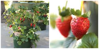 We did not find results for: Growing Strawberries Make Your Own Strawberry Planter